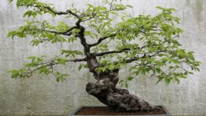 Come prendersi cura del Bonsai di kaki, quello del Diospiros kaki rombifolia