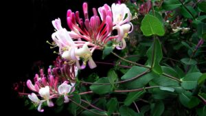 Caprifoglio, una pianta bella da vedere e utile anche in cucina