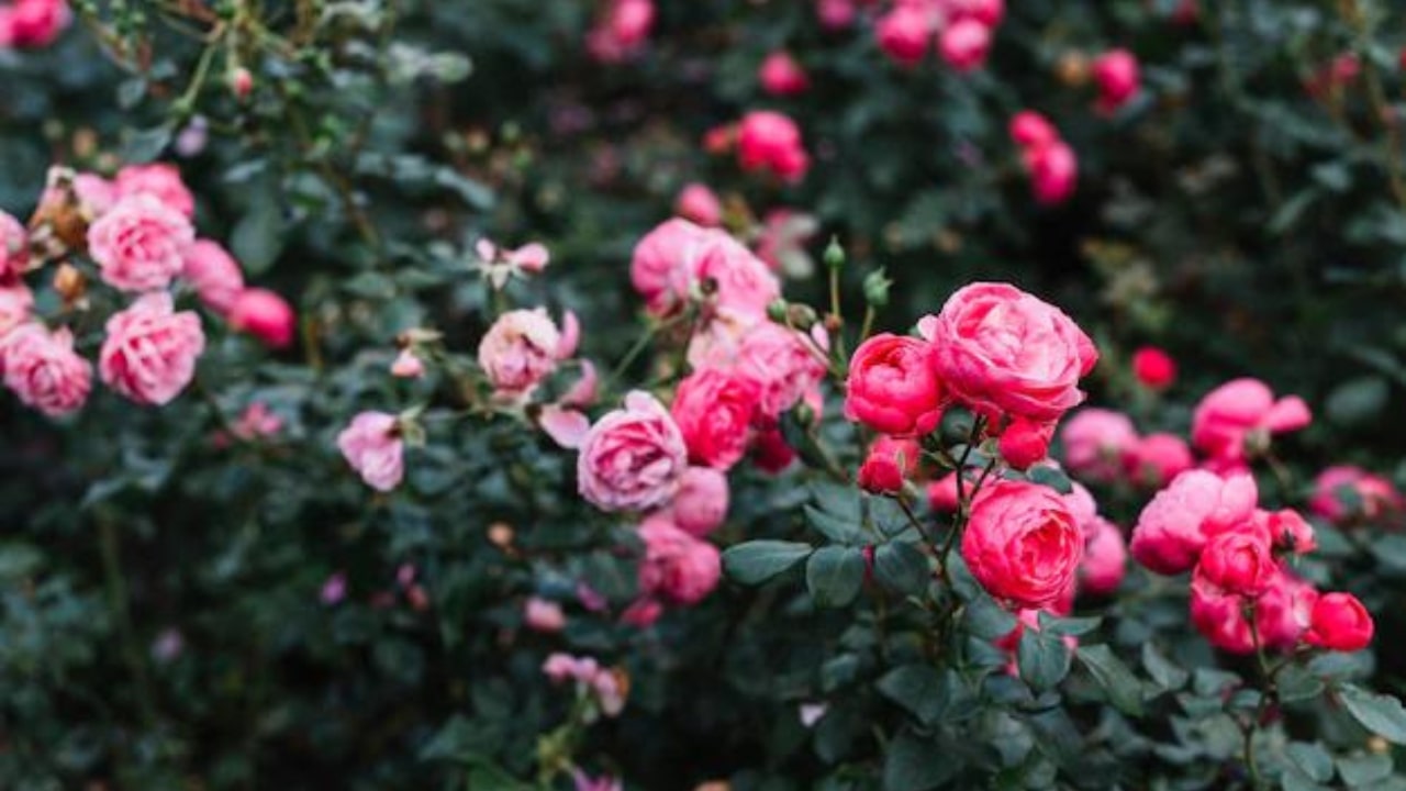 Come prendersi cura di un cespuglio di rose