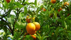 Albero di mandarino, caratteristiche e proprietà: vi sveliamo perché classificare la pianta è molto difficile