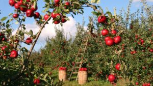 Albero di melo, curiosità e caratteristiche della pianta che produce uno dei frutti più coltivati e consumati al mondo