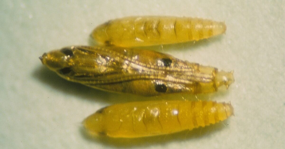 UEBER Feromoni Per Minatrice Serpentina Degli Agrumi – Protezione Efficace E Naturale Per Il Tuo Giardino