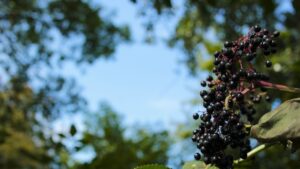 Albero di mirtillo, cura e peculiarità: ecco perché i botanici rinascimentali la chiamavano “uva di monte”