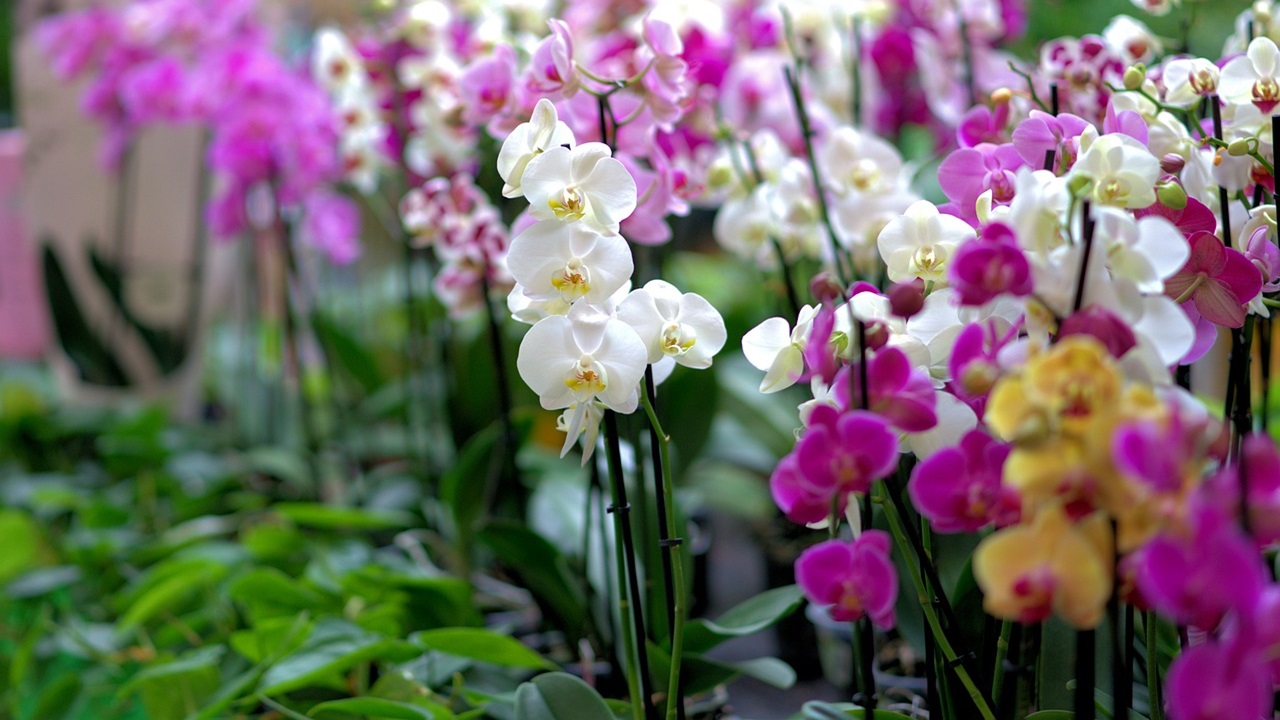 orchidea sapone marsiglia