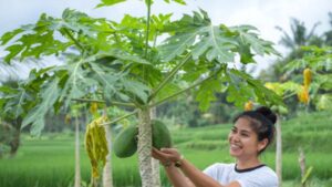 Foglie di papaya: ecco l’alleato miracoloso nella lotta contro il cancro che migliora anche la digestione