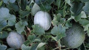 Melone: fatti interessanti e peculiarità su questa pianta rampicante