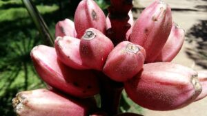 Pink banana: qualche curiosità sulla Musa velutina, la banana rosa