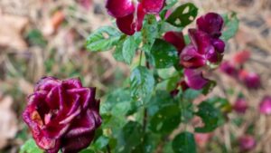 Come preparare i cespugli di rose all’inverno: i segreti che pochi conoscono