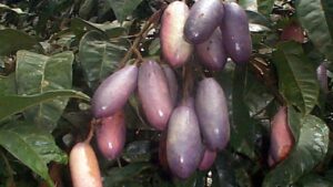 Safou, tutto quello che volevate sapere sul Dacryodes edulis o Butter Pear