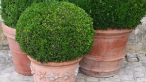 Come coltivare i sempreverdi in vaso: 4 varietà che aggiungono fascino tutto l’anno