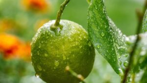 Albero di limone verde: caratteristiche e curiosità