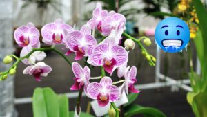 Orchidee in inverno: ecco come prendersene cura al meglio