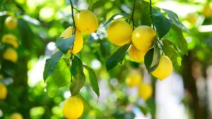 Pianta di limone: perché in inverno perde le foglie?