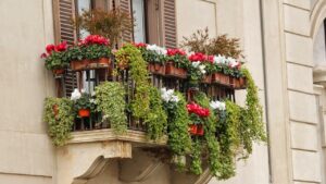 5 piante perenni che trasformeranno il tuo balcone in un angolo fiorito anche d’inverno