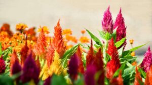 Coltivare la Celosia Plumosa: ecco come dare un tocco di eleganza al vostro giardino