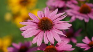 Echinacea: rimedio naturale che fortifica le difese e allevia il dolore