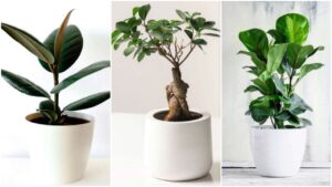 3 Ficus da interno: eleganza e facilità di cura