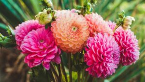 Coltivare la Dahlia: consigli e cure per far fiorire uno dei più belli fiori per la casa