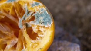Muffa sugli agrumi: ecco come contrastarla