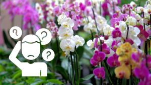 Orchidea in casa: attenzione se sta marcendo