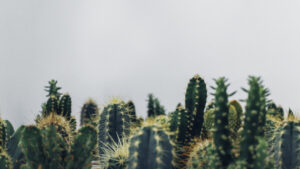 Perché il Cactus ha le spine? La risposta alla domanda che almeno una volta si sono posti tutti