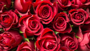 Perché si regalano le Rose a San Valentino? Tutte le credenze legate al rapporto tra questo fiore e l’amore