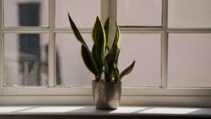 Una pianta capace di abbassare la temperatura: aiuta a tenere un ambiente fresco in casa