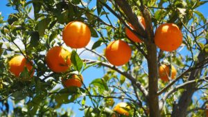 Albero di arancia: curiosità e consigli su come prendersi cura di questa pianta