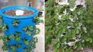 Come creare una torre di fragole a partire da una semplice botte