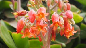 Cotyledon orbiculata, tutto quello che c’è da sapere su questa pianta succulenta