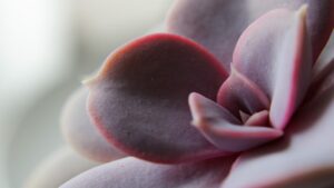 Echeveria metallica, trucchi e segreti per far prosperare questa pianta succulenta