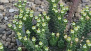 Euphorbia inermis: trucchi e consigli per coltivare l’Euforbia medusa