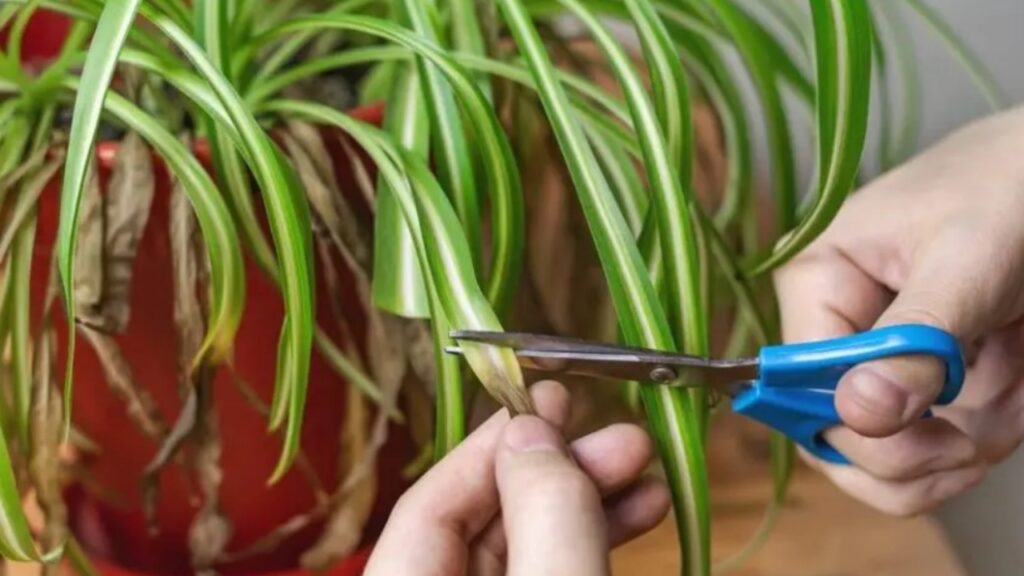 La pianta ragno sta morendo? Ecco come provare a salvarla