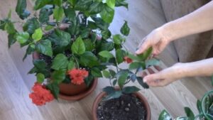 Fertilizzante per tutte le piante da interno: ecco come utilizzarlo per risultati garantiti