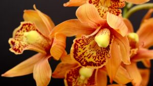 I fiori di orchidea morti vanno eliminati dalla pianta? La risposta vi sorprenderà