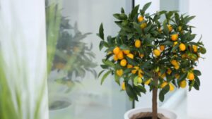 Albero di kumquat: scopriamo il Mandarino Cinese e le sue caratteristiche
