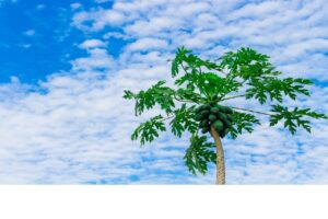 Albero di papaya: caratteristiche, cura e curiosità