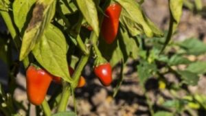 Come piantare i peperoni nel modo giusto: ecco tutti i consigli