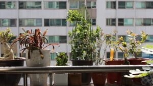 Bisogna concimare le piante d’appartamento in inverno? La risposta che sorprende