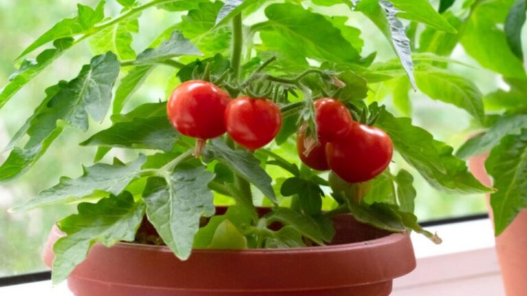 Quale Fertilizzante Con Sangue Di Bue Acquistare? 3 Offerte Da Non