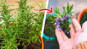 Consigli per far fiorire il rosmarino e profumare tutta la casa
