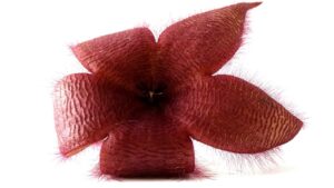 Stapelia grandiflora: come prendersi cura del fiore stella che sembra un Demogorgone