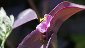 Erba miseria, come coltivare prendersi cura della Tradescantia pallida