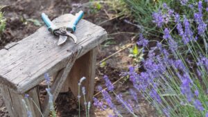 Quando potare la lavanda: due momenti chiave che non potete perdervi