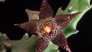 Stapelia: ecco come coltivare con successo il “fiore carogna”