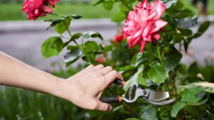 Come creare un roseto nel tuo giardino: tutti i consigli