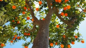 Le malattie degli agrumi: ecco sintomi e rimedi per curare queste piante in maniera ottimale