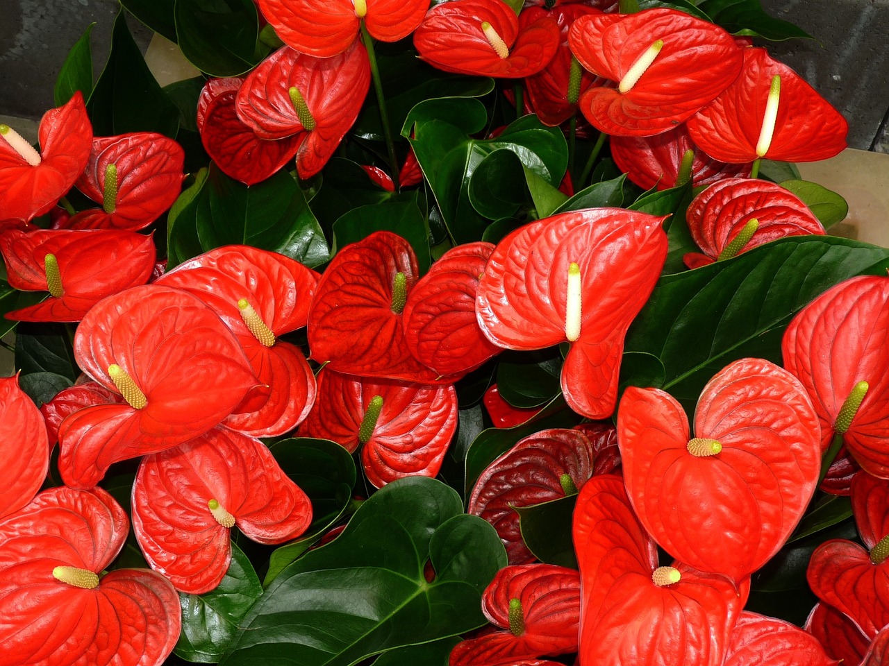 Anthurium: bevanda per revitalizzare