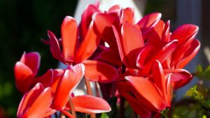 Ciclamino in fiore: i segreti della cura invernale di questa pianta