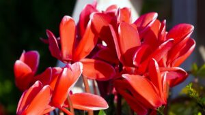 Ciclamino in fiore: i segreti della cura invernale di questa pianta